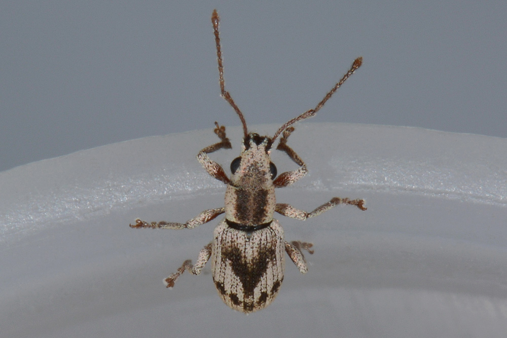 Pseudomyllocerus neapolitanus - (Curculionidae)